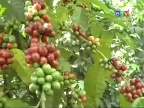 Hiệu quả từ mô hình trồng cỏ voi - nghenong.com