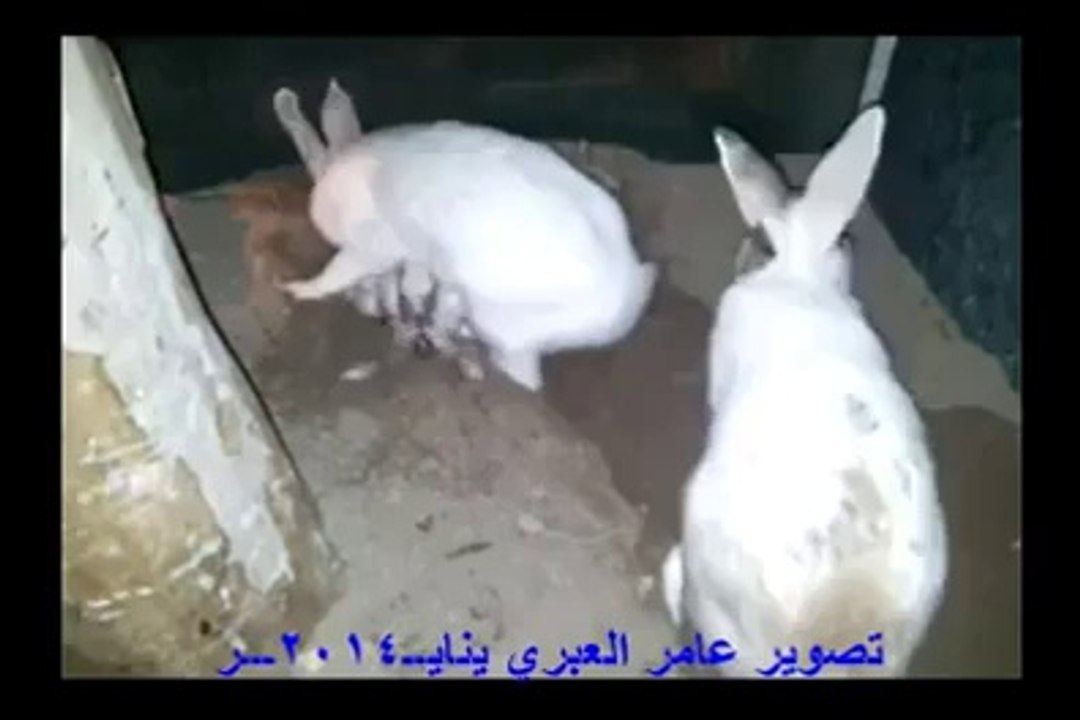 سبحان من علم الحیوان