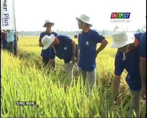 Mô hình cánh đồng mẫu lớn - nghenong.com