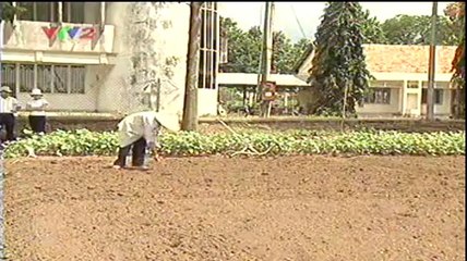 Mô hình canh tác cây họ đậu - nghenong.com