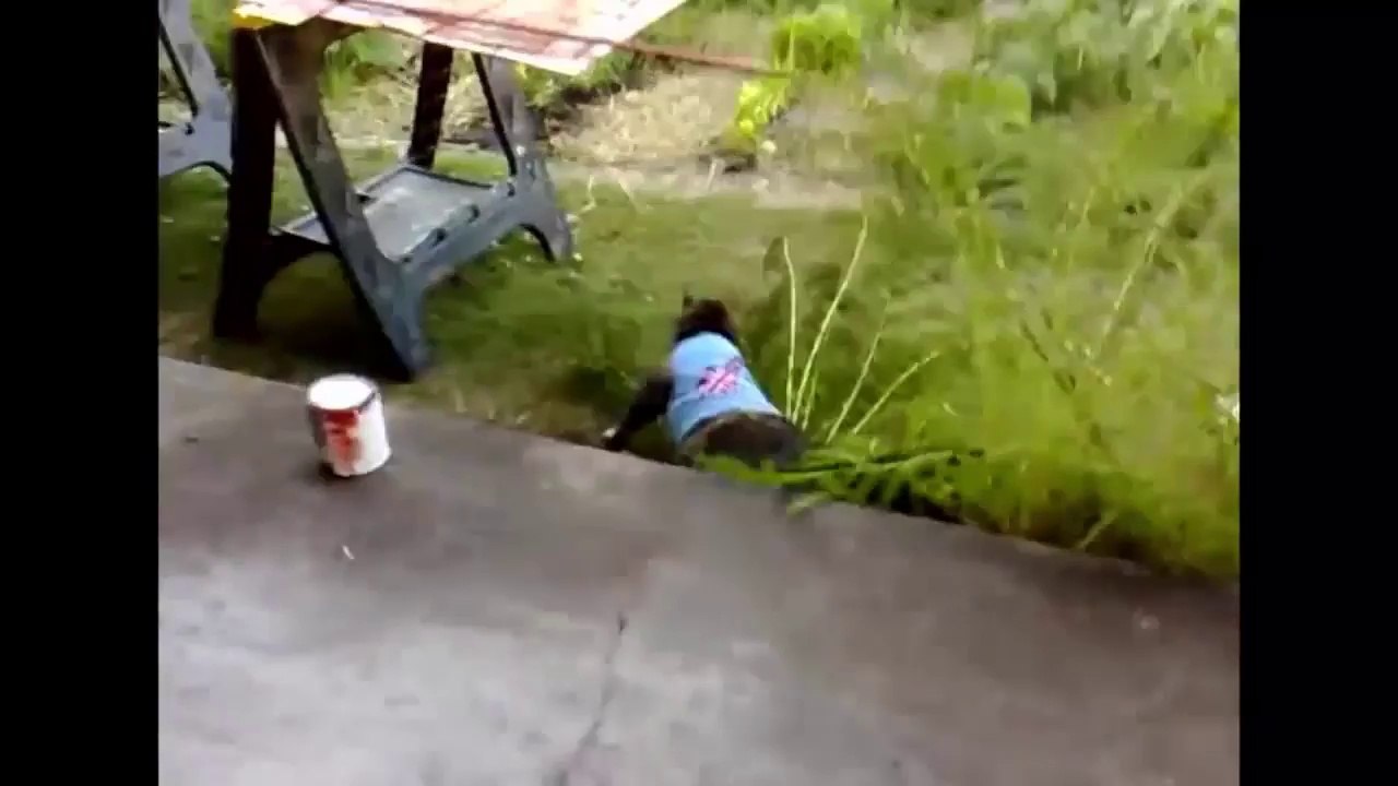 Boya Kokusu Kediyi Nasıl Etkiler?