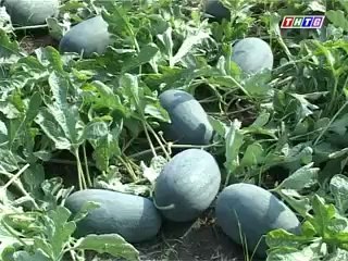 Mô hình cây dưa hấu f1 - nghenong.com