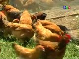 Mô hình chăn nuôi hiệu quả - nghenong.com