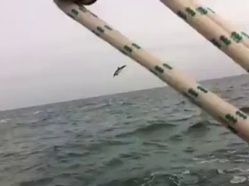 Des centaines de dauphins au large du touquet