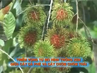 Mô hình đa canh , xen canh - nghenong.com