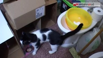 TGSRV_13_ott_bitonto_caso_umano.mp4 TG 13.10.14