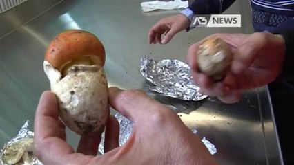 SEQUESTRATI DUE FUNGHI MORTALI AL MERCATO ORTOFRUTTICOLO