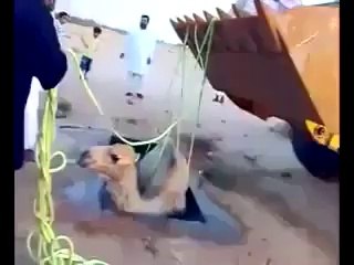 ان لوگوں کی عقل چیک کریں ایک اونٹ کو ہی نہ بچا پائے