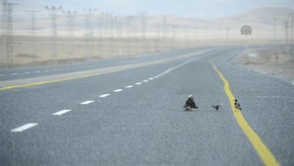 Kuşların Yiyecek Savaşı