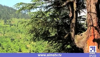 پاکستان کا قومی درخت --- دیودار