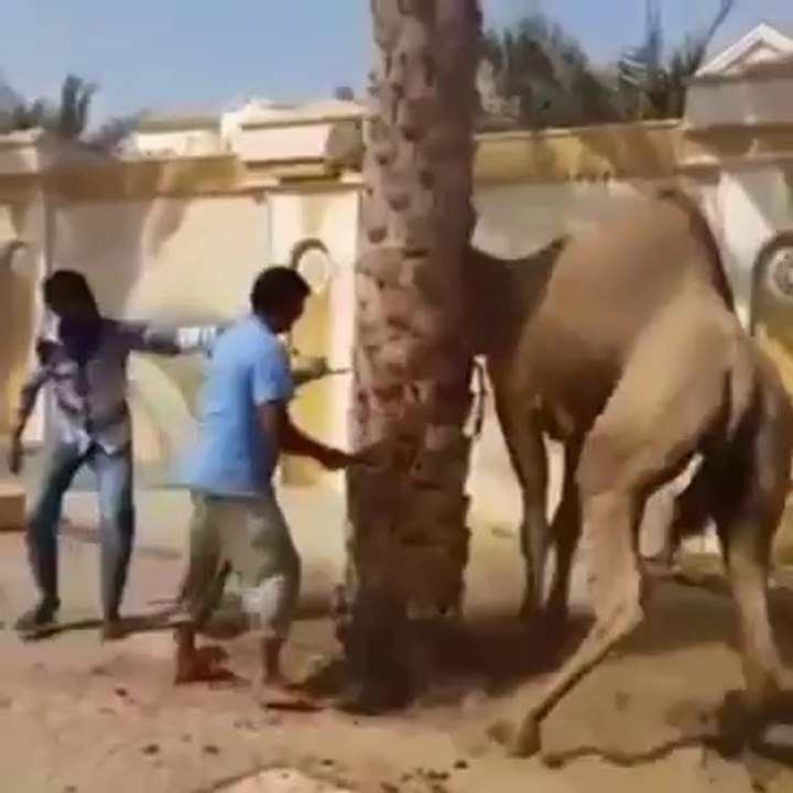 Qurbani in Arab