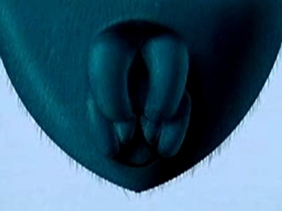 Araignee