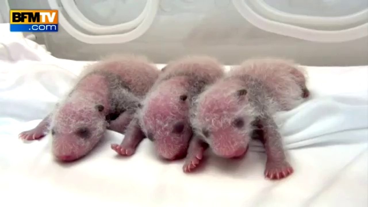 Naissance des premiers triplés pandas du monde en Chine