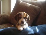 beagle puppy howl