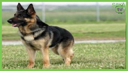 Ölü Balıkları Gören Köpekten İnsanlık Dersi