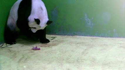 Momento en que nacieron pandas trillizos