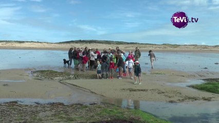 Surtainville, la faune marine