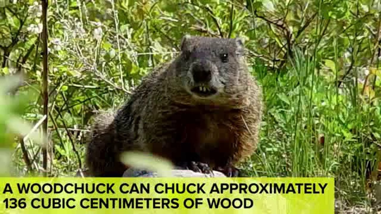 Totally Useless But Awesome Facts You Need To Know