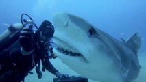 GoPro presents Petting A Tiger Shark - Scuba