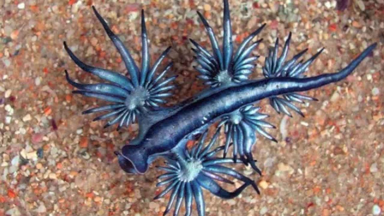 25 Unreal Animals You Won’t Believe Exist