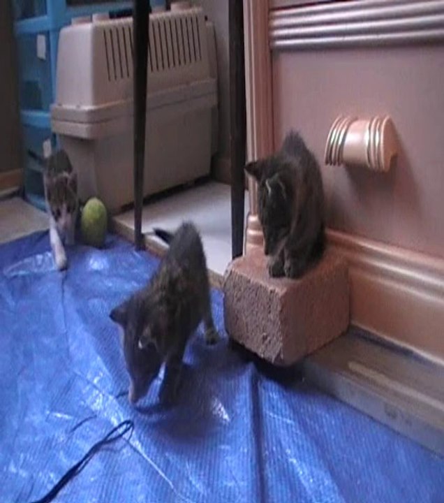 Chatons Lydie_0003