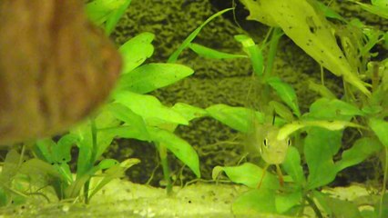 Biotoecus opercularis nage libre 13 août 2014