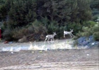 Happy Deer Prances Around Arizona Mining Town