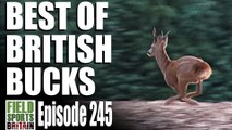 Fieldsports Britain - Best of British Bucks
