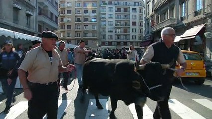 Télé Grenoble - la descente des Alpages