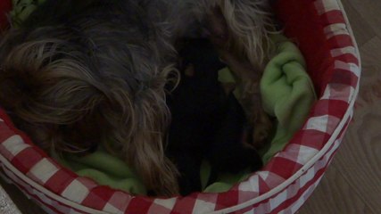 Portée de Iawa nés le 08 août 2014