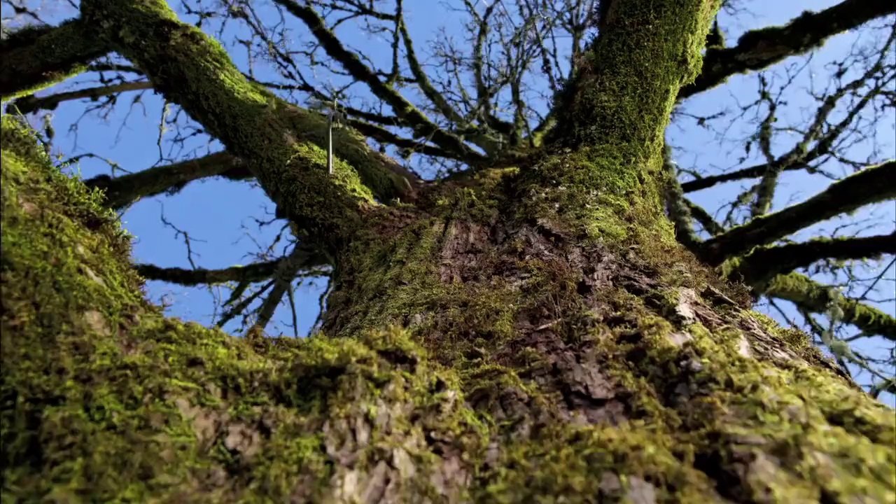 Nature is immortal