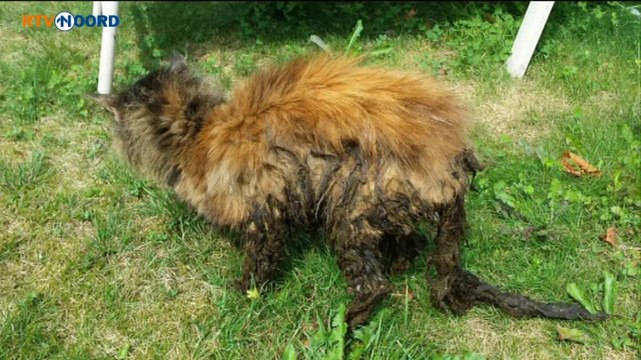 Streepie overleeft twee weken in een gierkelder - RTV Noord