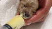 Syringe feeding an adorable newborn puppy
