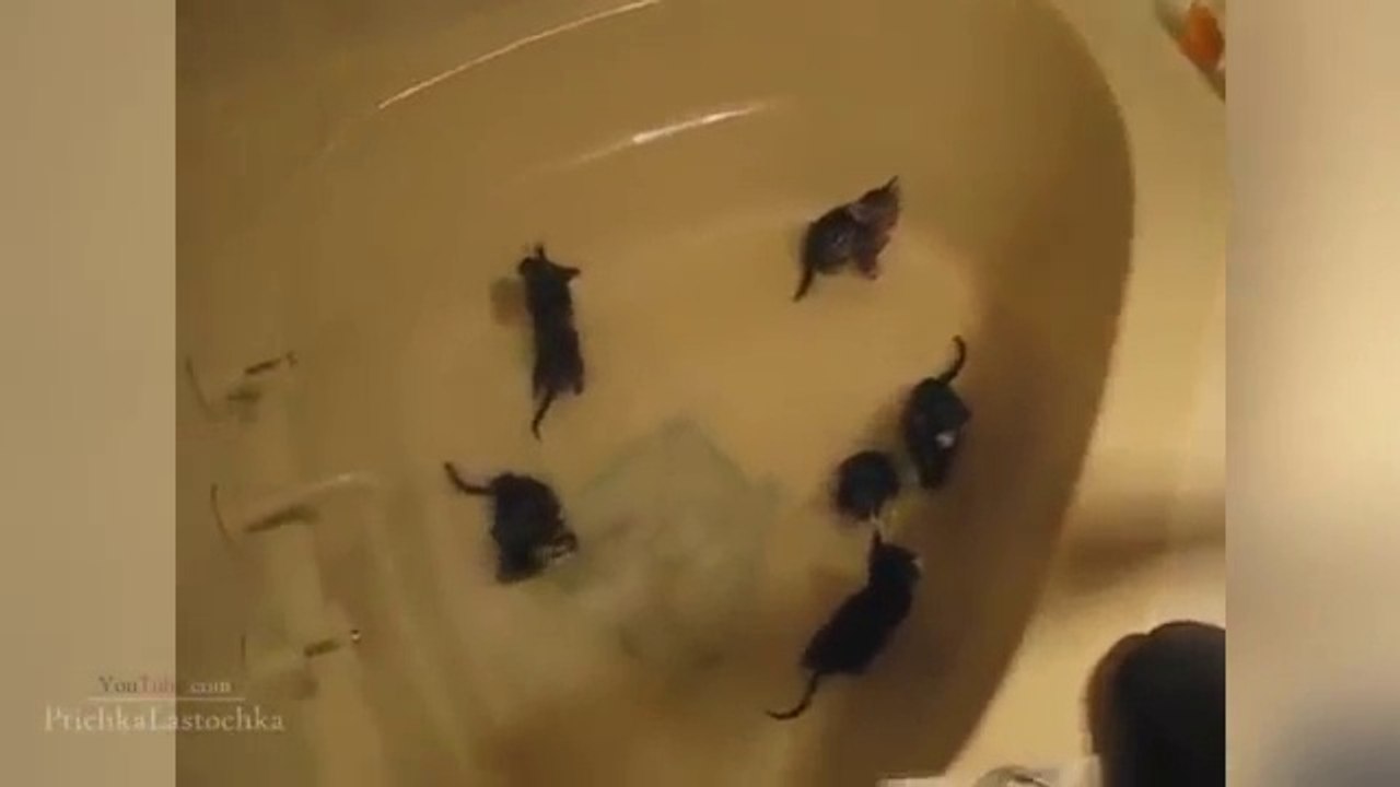 Funny Cats In Water Compilation 2014