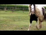 Gypsy Vanner Horse - Femmine