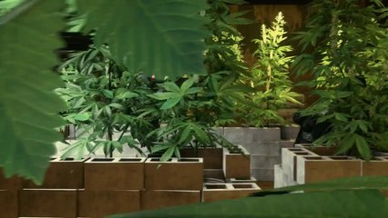 Battlefield Hardline - Rescue Multiplayer Gameplay Trailer