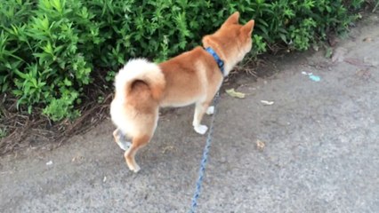 shiba inu 柴犬スペック 20140814-02