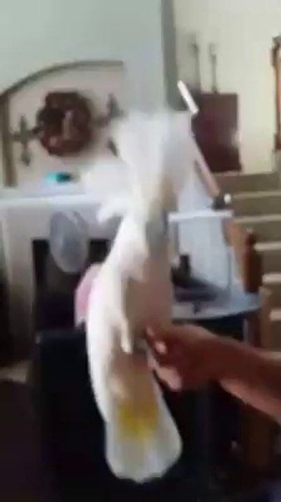 Happy Parrot