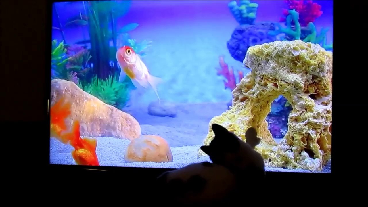 Paws Fishing