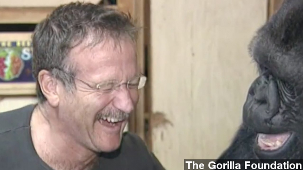 Story Of Koko The Gorilla Mourning Robin Williams Goes Viral