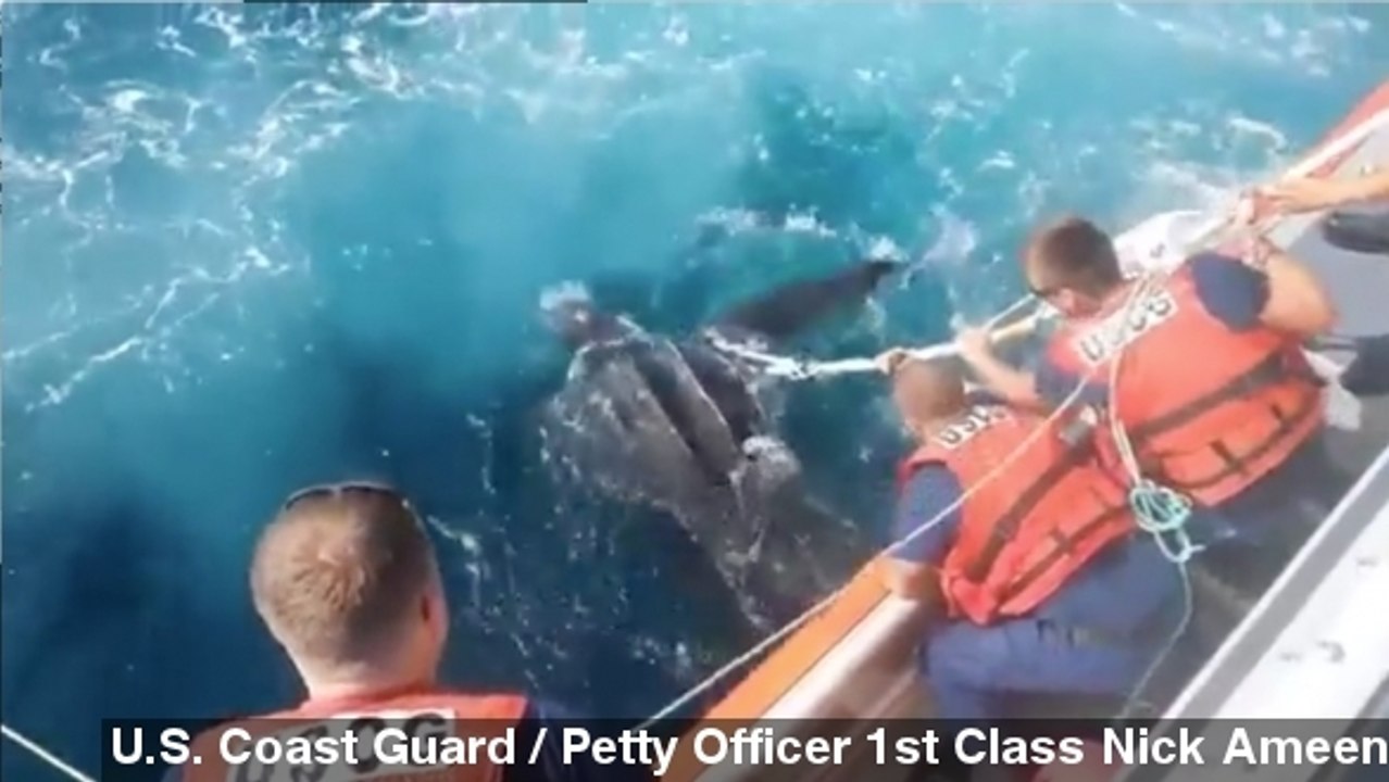 U.S. Coast Guard Rescues Turtle Tangled In Fishing Line