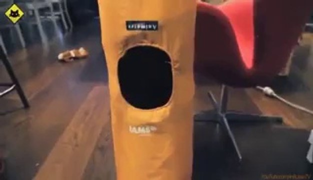 FUNNY VIDEOS Funny Cats - Funny Cat Videos - Funny Animals - Fail Compilation - Kitten Fails