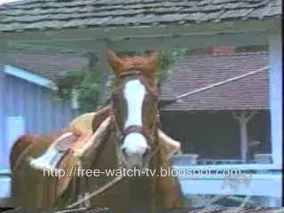 funny animal video clip - cats, dogs, etc - Video Dailymotion