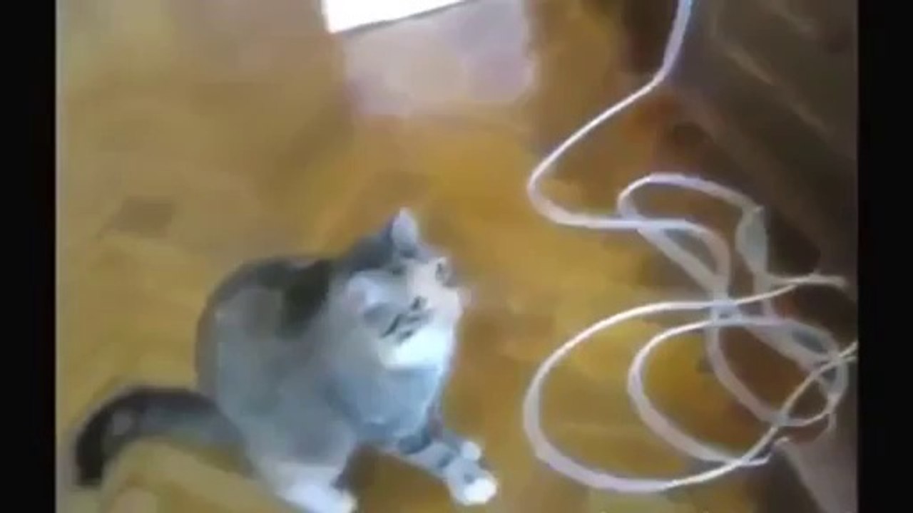 FUNNY VIDEOS- Funny Cats Fail-Win Funny Cats Compilation Funny Animals Best Cute Cat Video - Video Dailymotion