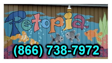 Puppies For Sale Chantilly VA | Petopia | 866.738.7972