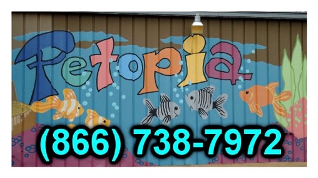 Puppies For Sale Chantilly VA | Petopia | 866.738.7972