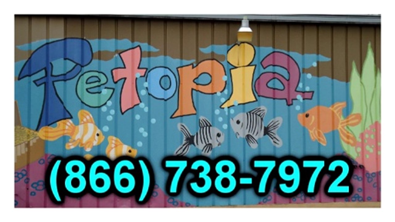 Puppies For Sale Chantilly VA | Petopia | 866.738.7972