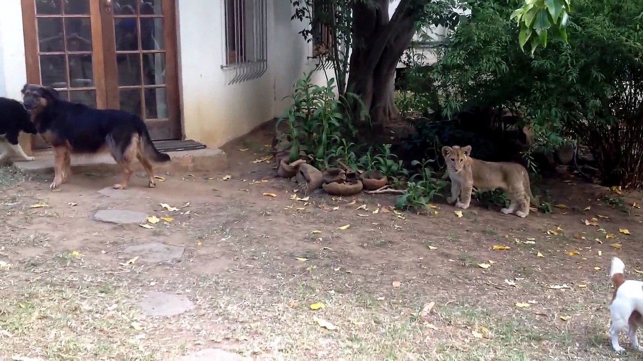 Sneaking Lion Cub Gives Dog Fright