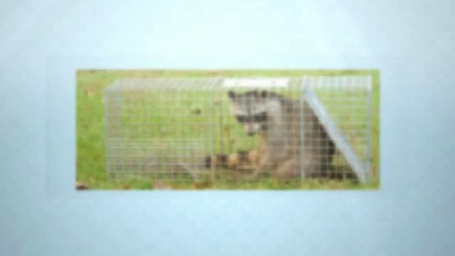 Houston Pest Control Service