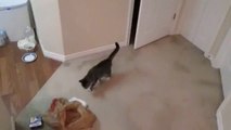 Kapıyı açmaya çalışan kedi